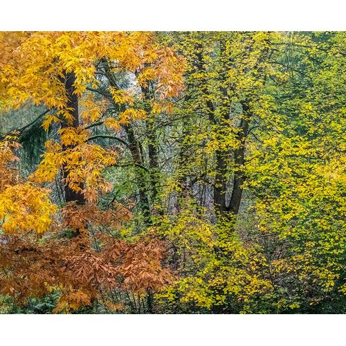 Gulin, Sylvia 아티스트의 USA-Washington State-Easton and fall colors on Big Leaf Maple and Vine Maple작품입니다.